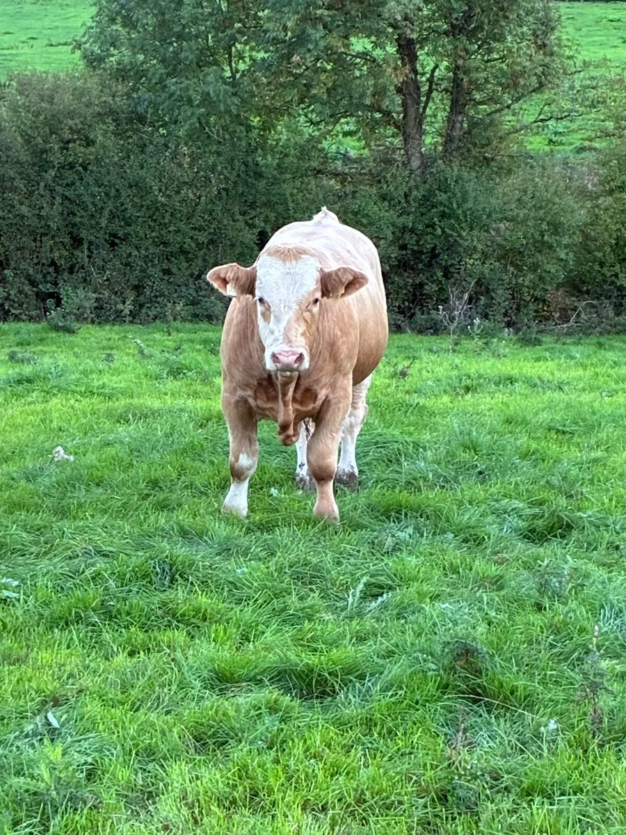 Weaning Bulls - Image 3