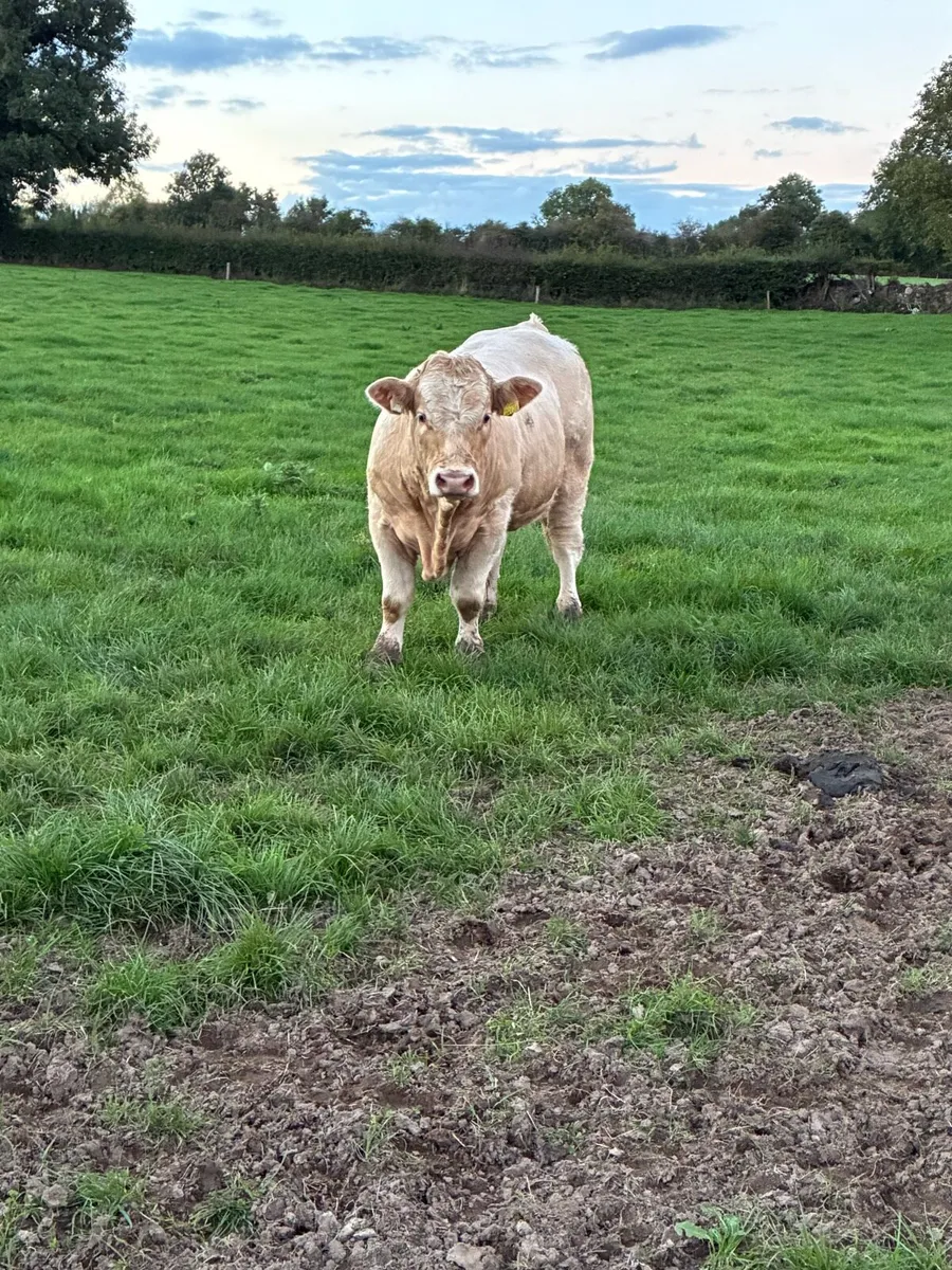 Weaning Bulls - Image 4