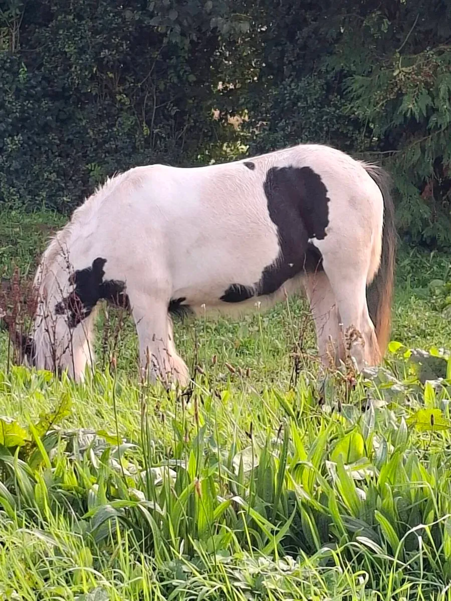 Cob filly - Image 1