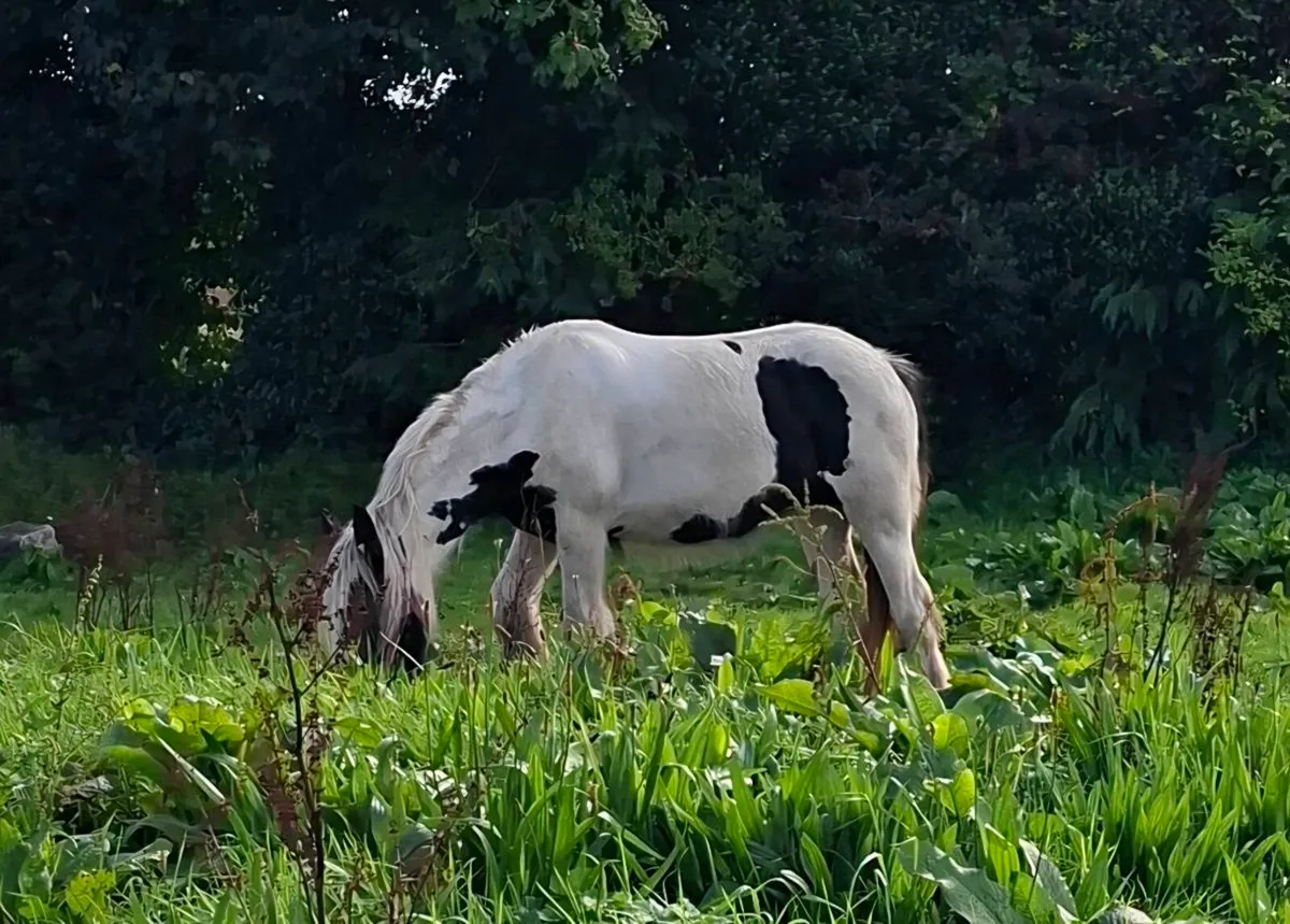 Cob filly - Image 2