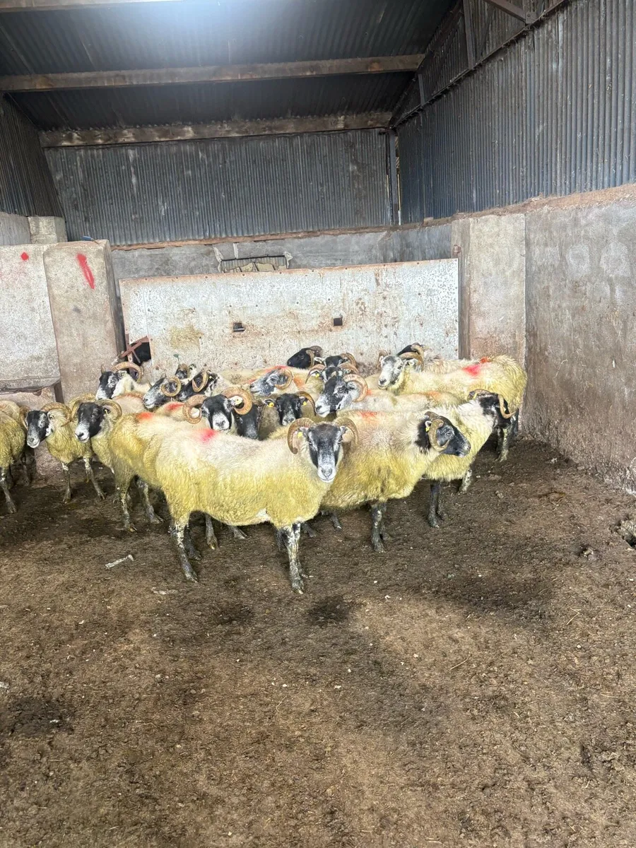 💥Lanark ewes 💥 - Image 2