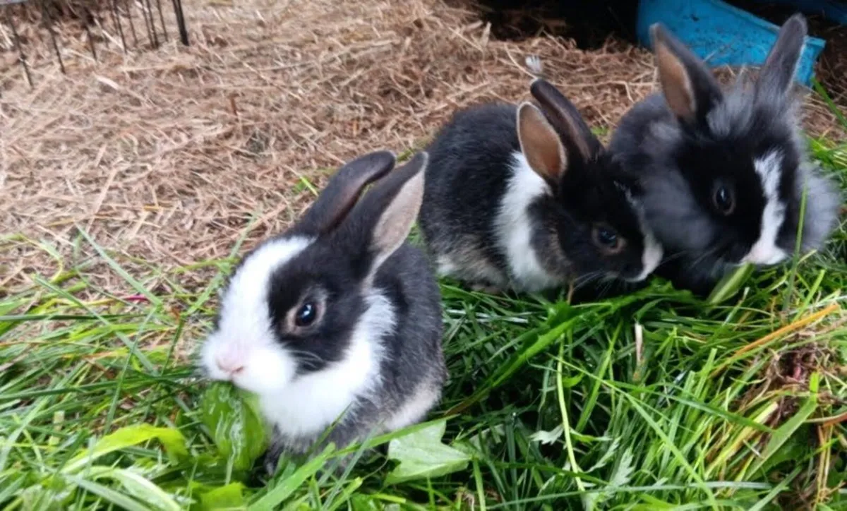 Baby Rabbits - Image 1