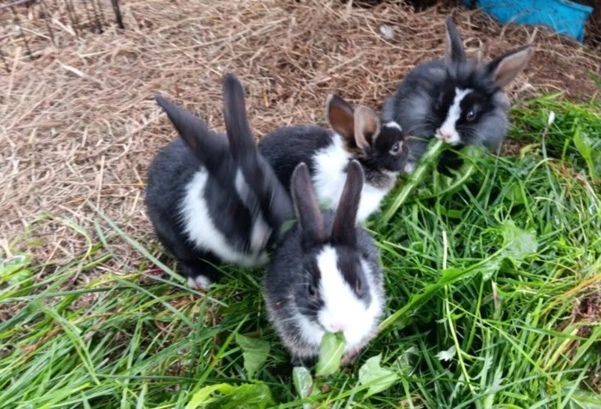 Baby Rabbits - Image 2