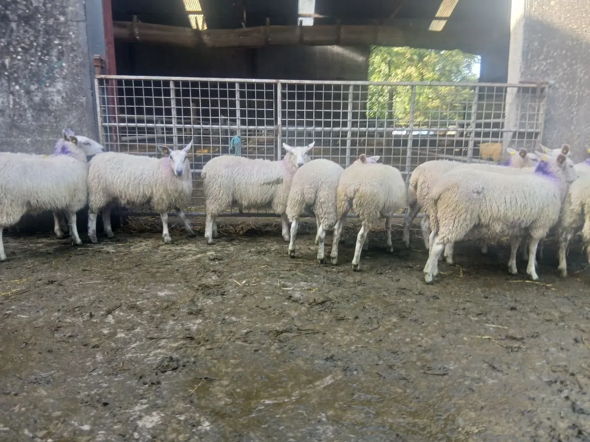 Aberfield Showstopper's - Image 2