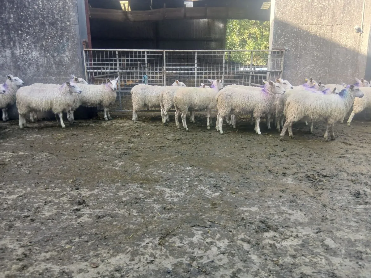 Aberfield Showstopper's - Image 3