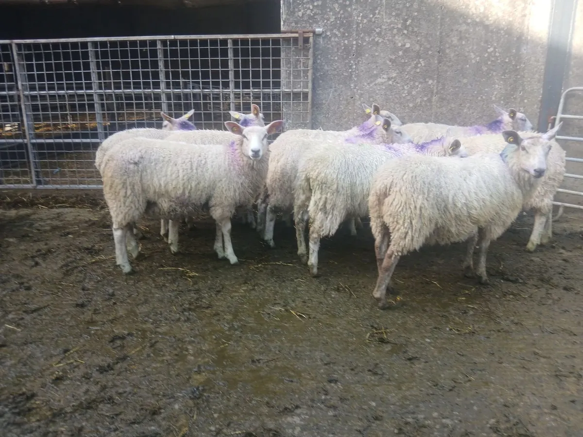 Aberfield Showstopper's - Image 4
