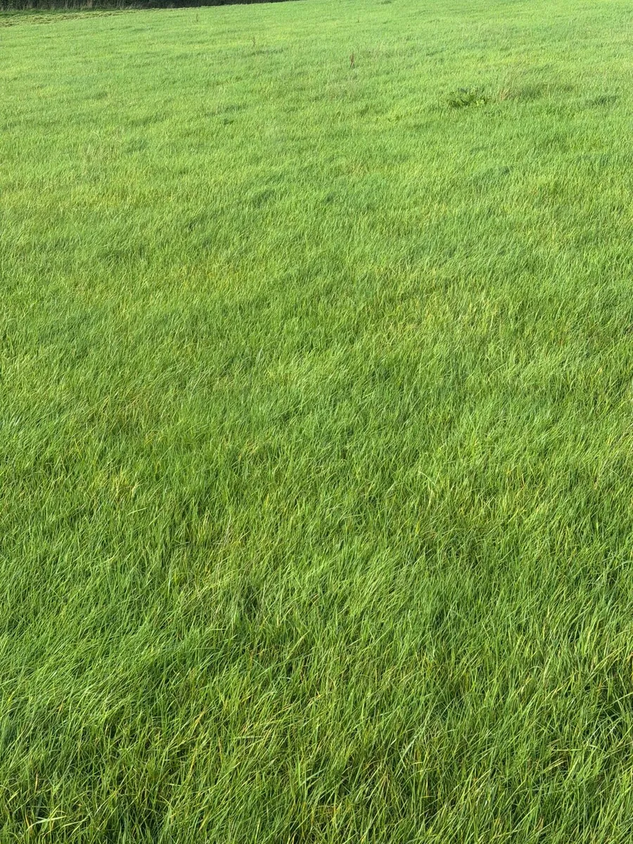 Silage - Image 1