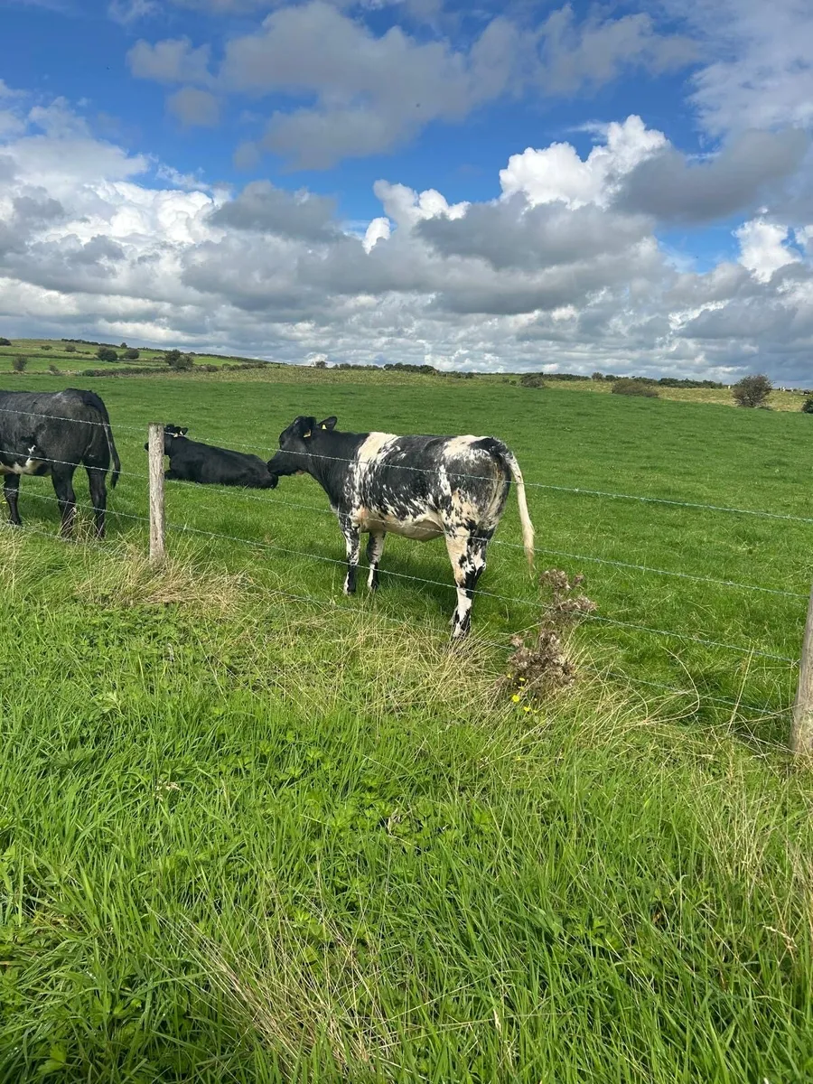 Shorthorn Heifers - Image 2