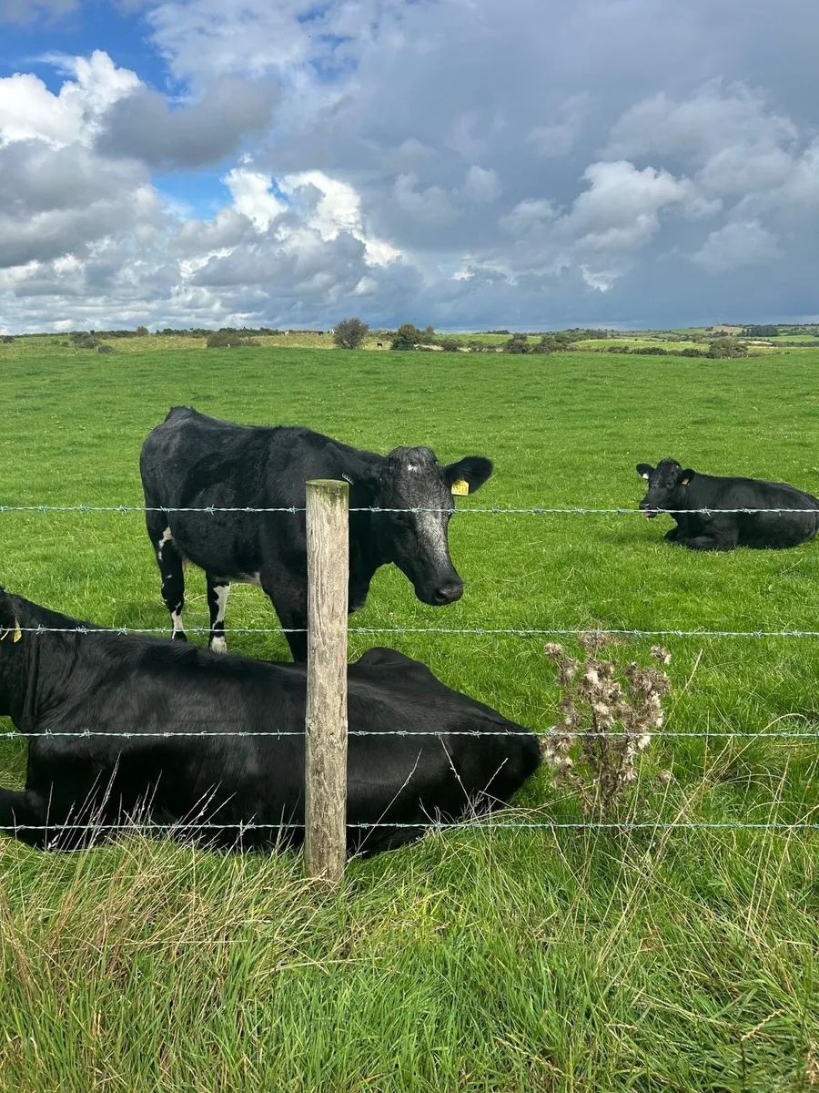 Shorthorn Heifers - Image 3