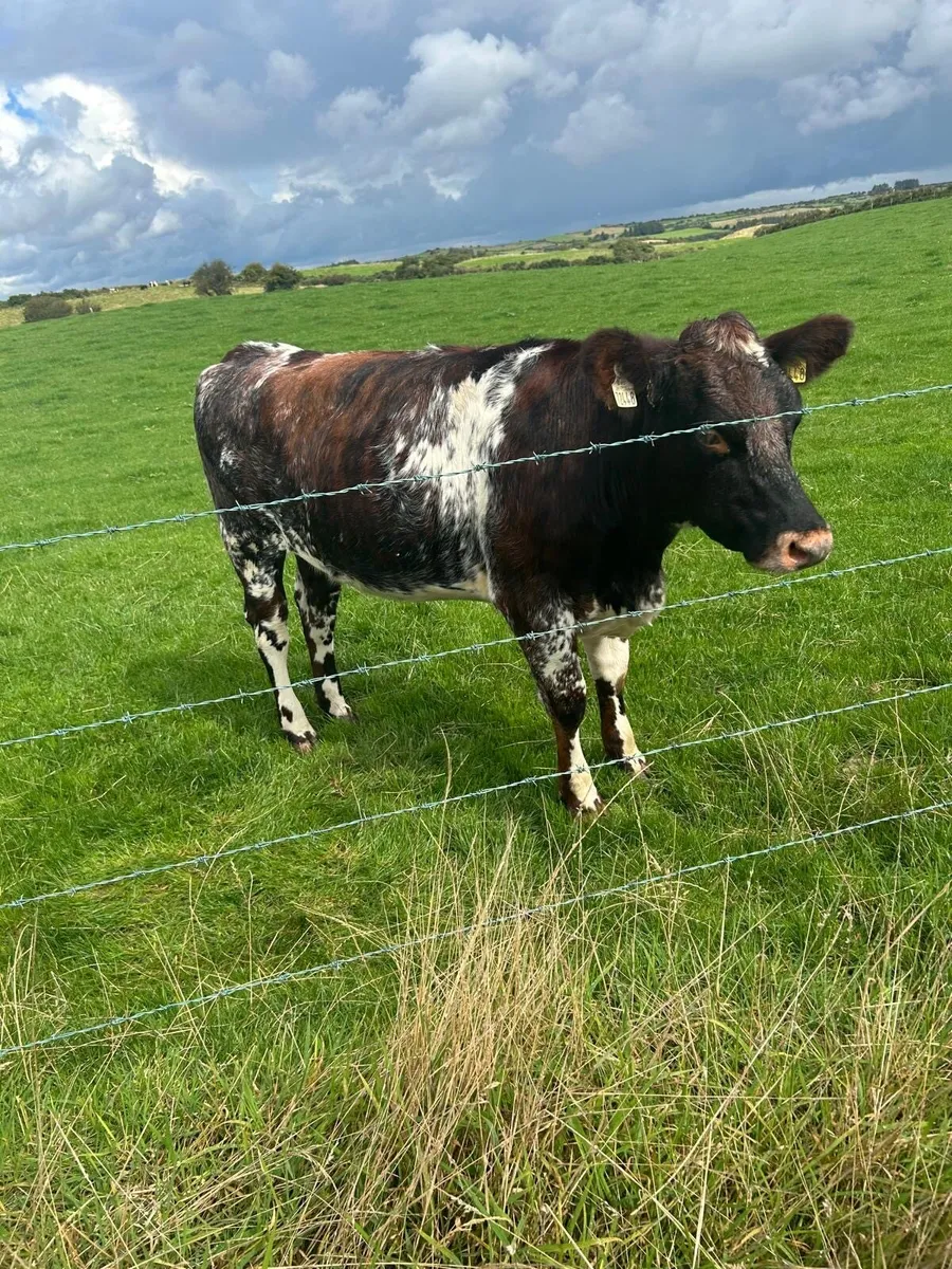 Shorthorn Heifers - Image 4