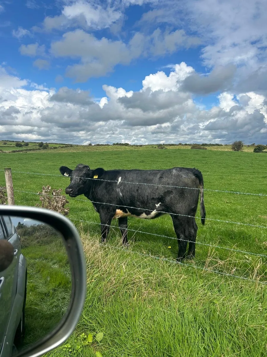 Shorthorn Heifers - Image 1