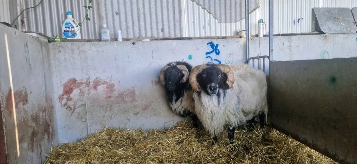Mayo rams & Ram Lambs - Image 1
