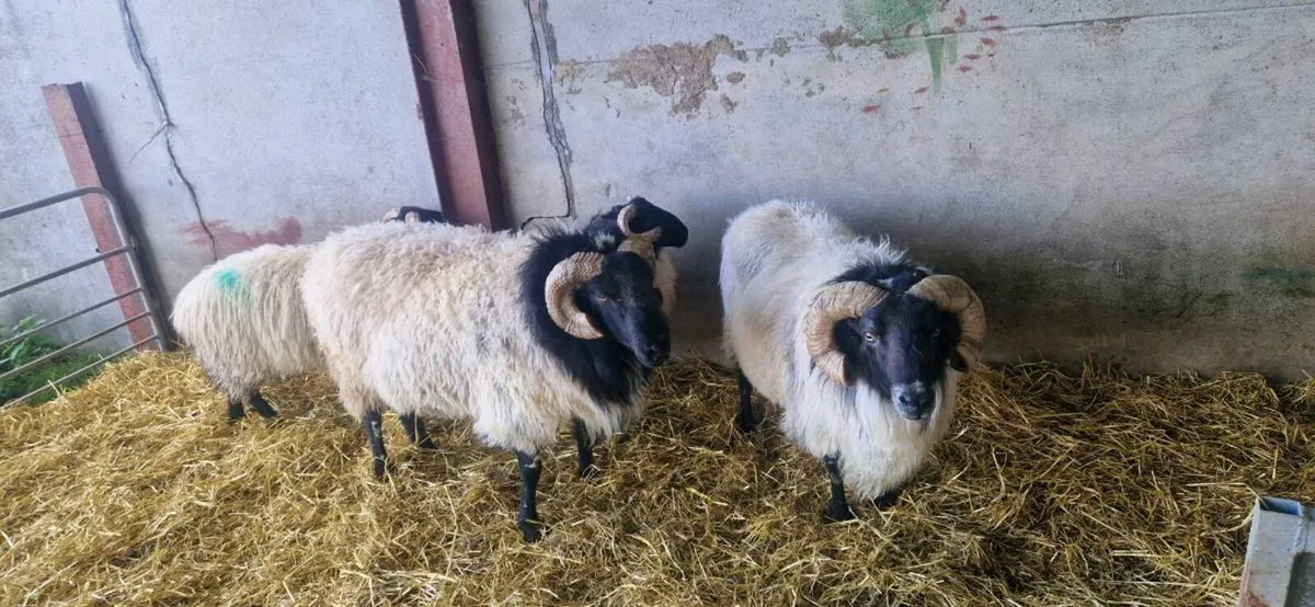 Mayo rams & Ram Lambs - Image 2
