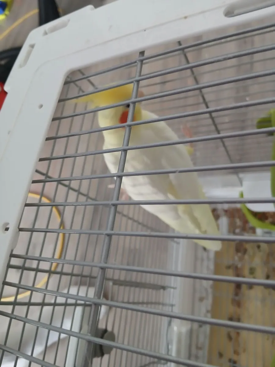 2 pairs of lovebirds. 1 cock lutino cockatiel - Image 2