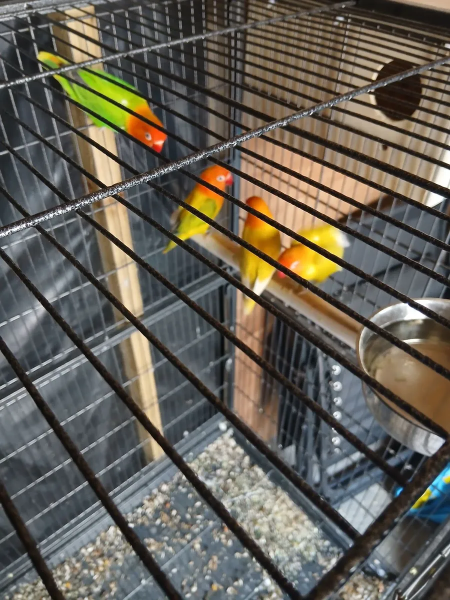 2 pairs of lovebirds. 1 cock lutino cockatiel - Image 3