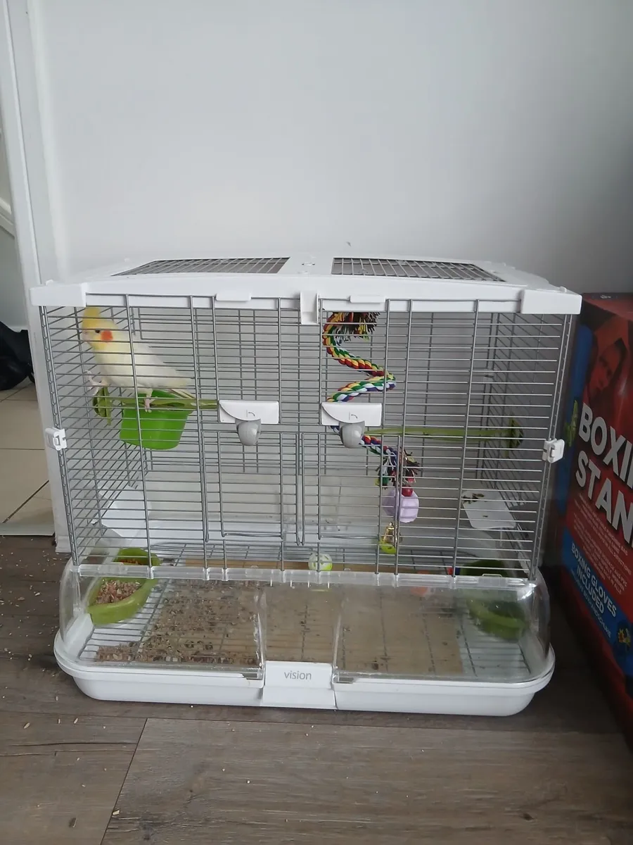 2 pairs of lovebirds. 1 cock lutino cockatiel - Image 4