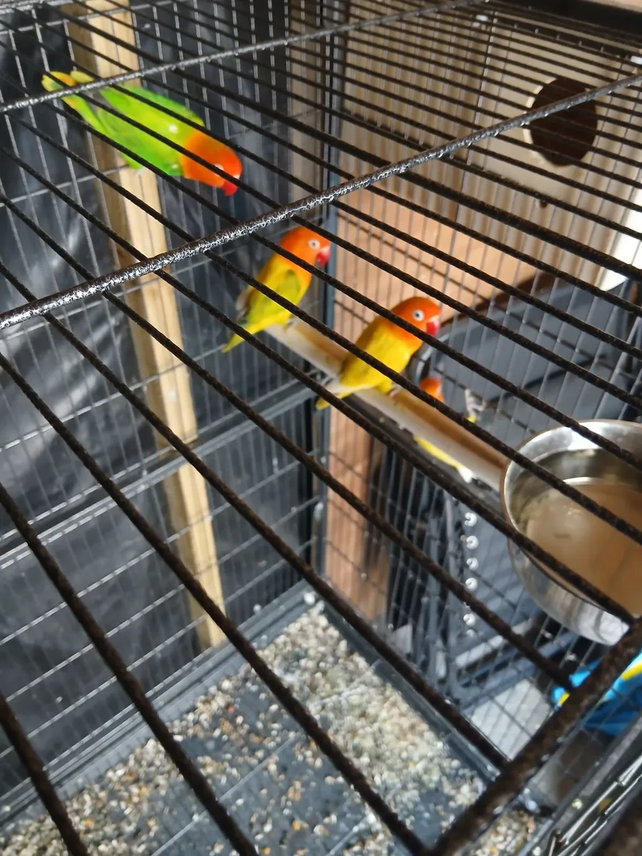 2 pairs of lovebirds. - Image 3