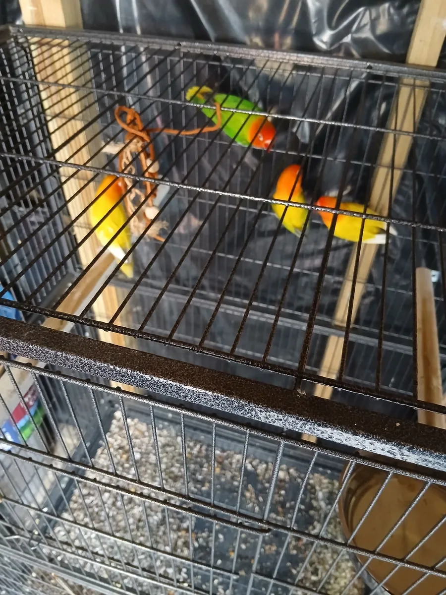 2 pairs of lovebirds. - Image 4