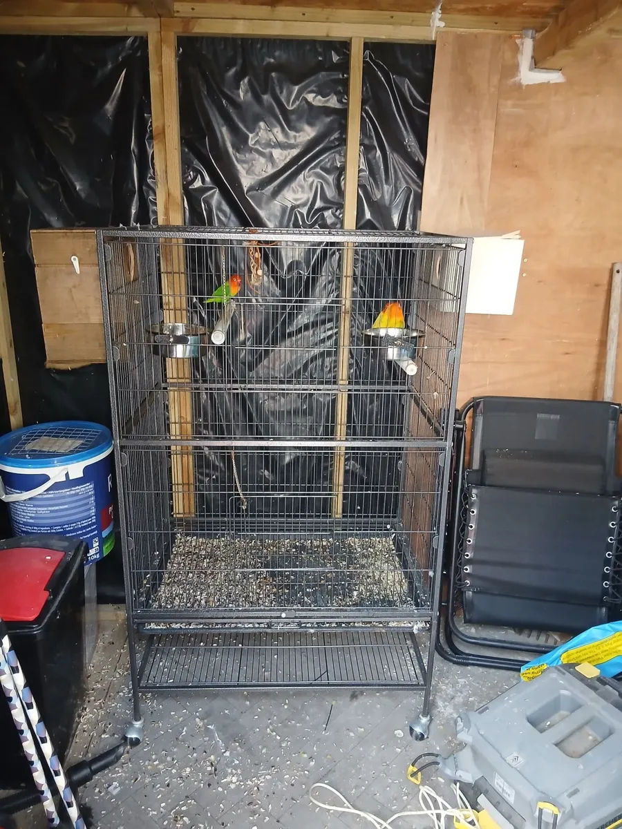 2 pairs of lovebirds. 1 cock lutino cockatiel - Image 1