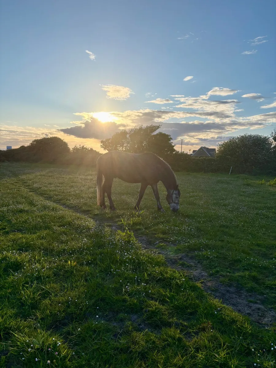 148cm Connemara Gelding - Image 2