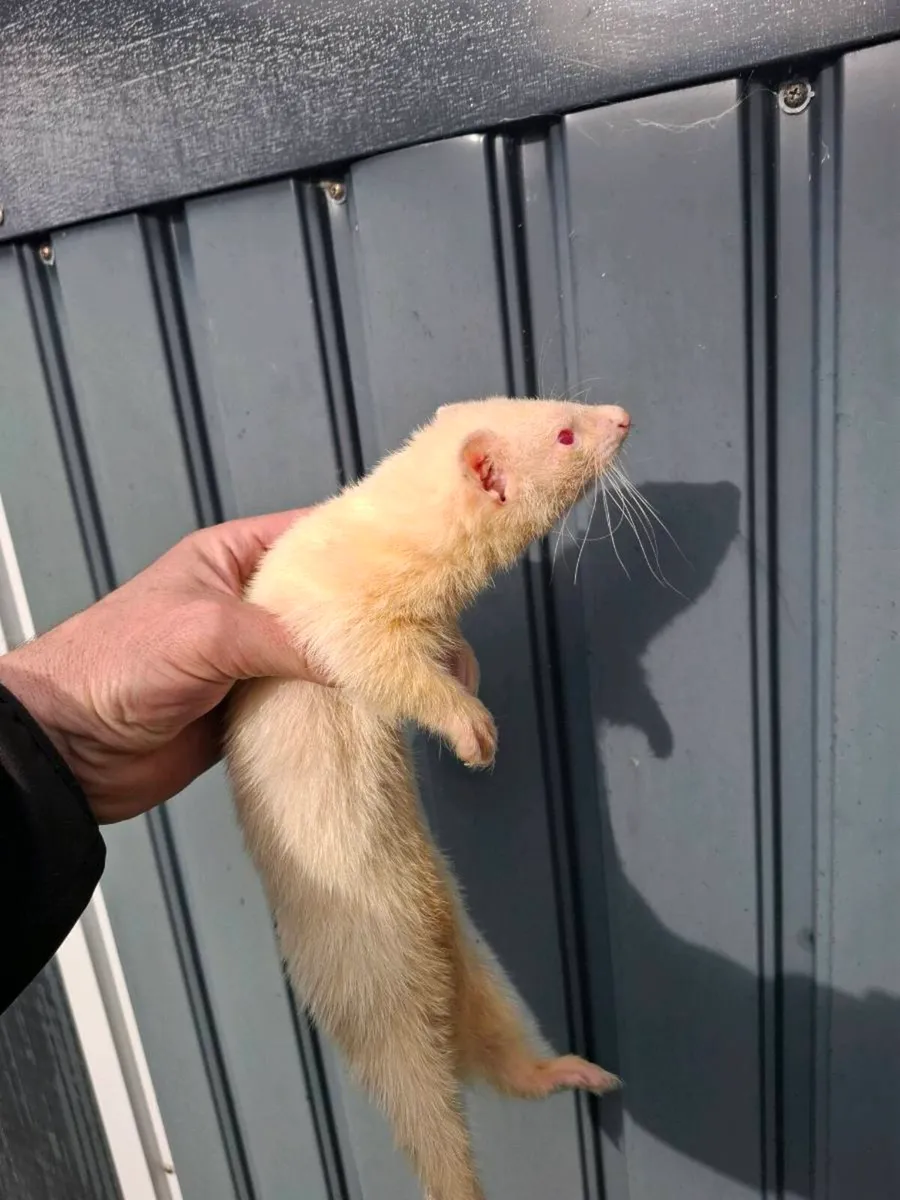 Ferret