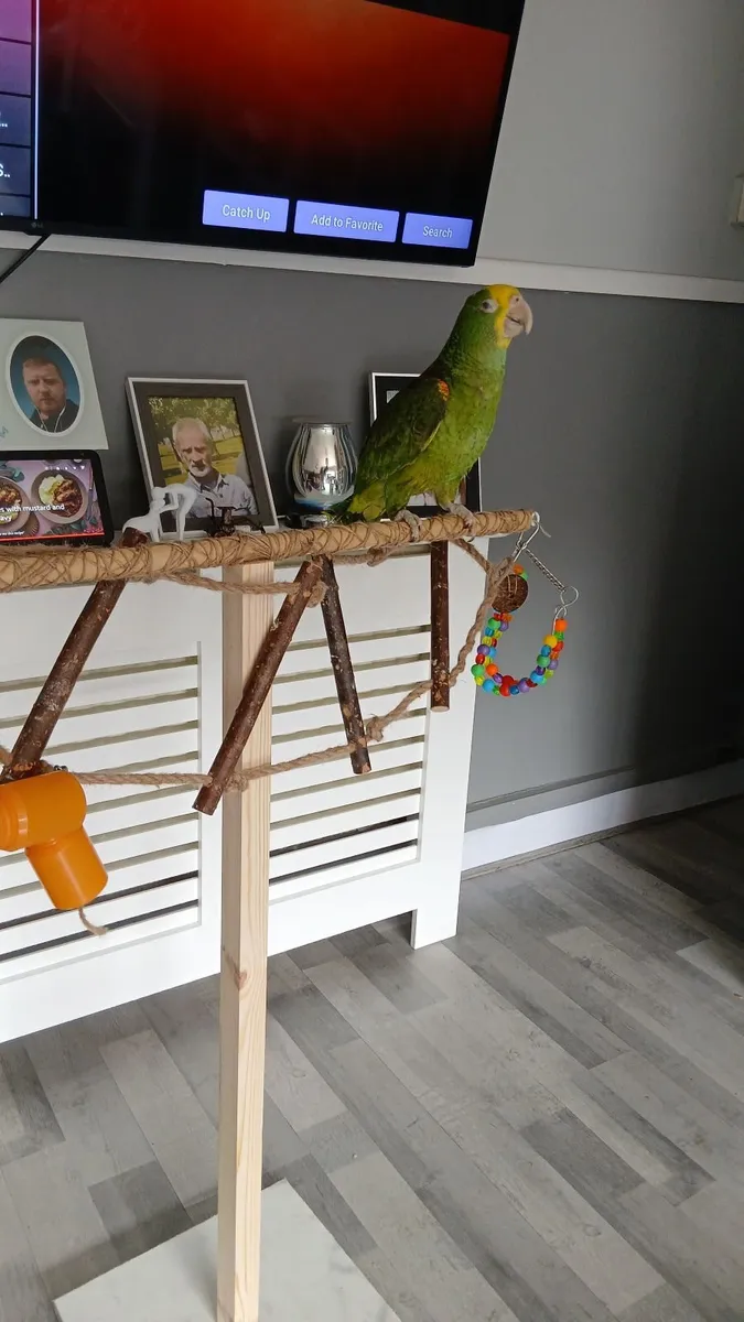 Yellow headed amazon parrot for sale ,born 16/8 25