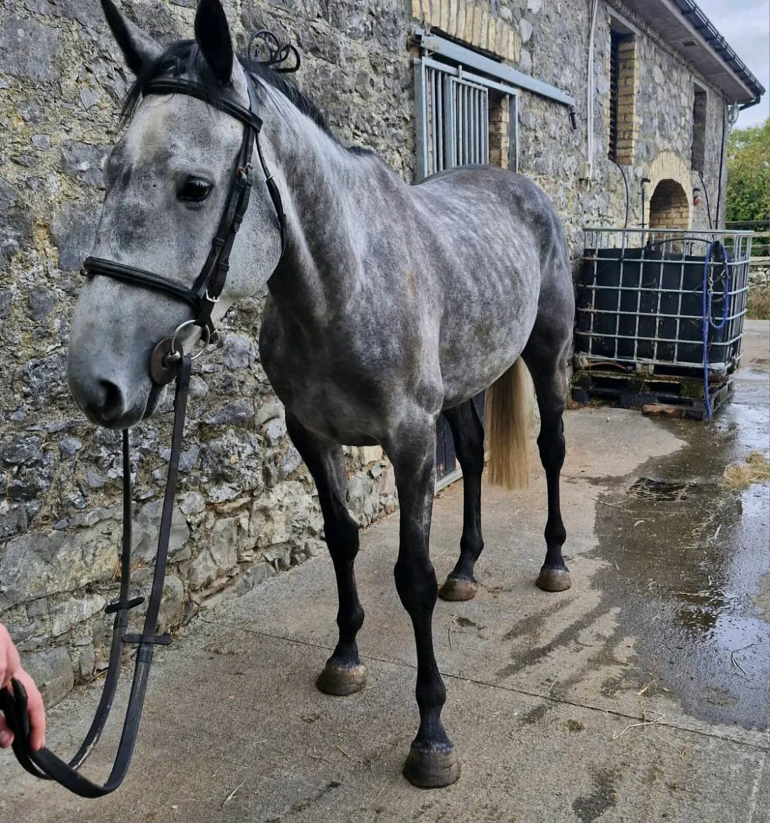 16.1, 6 yr old Gelding - Image 2