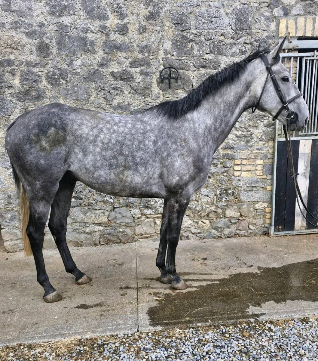 16.1, 6 yr old Gelding - Image 1