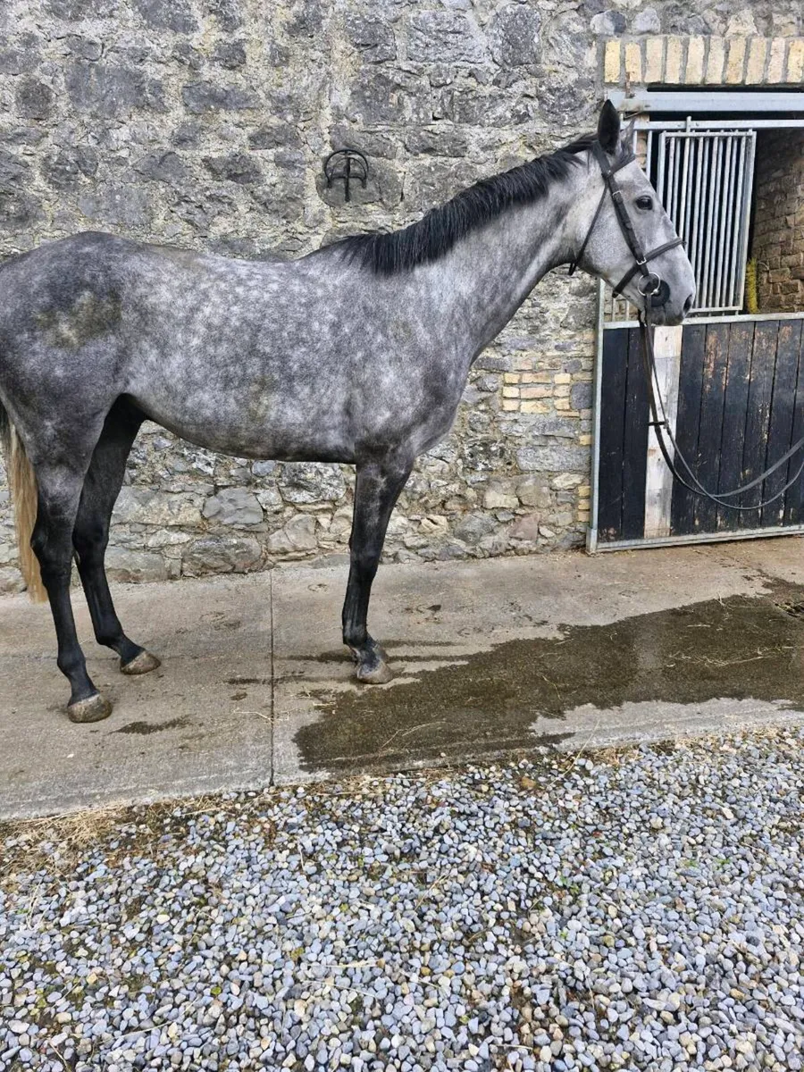 16.1, 6 yr old Gelding - Image 3