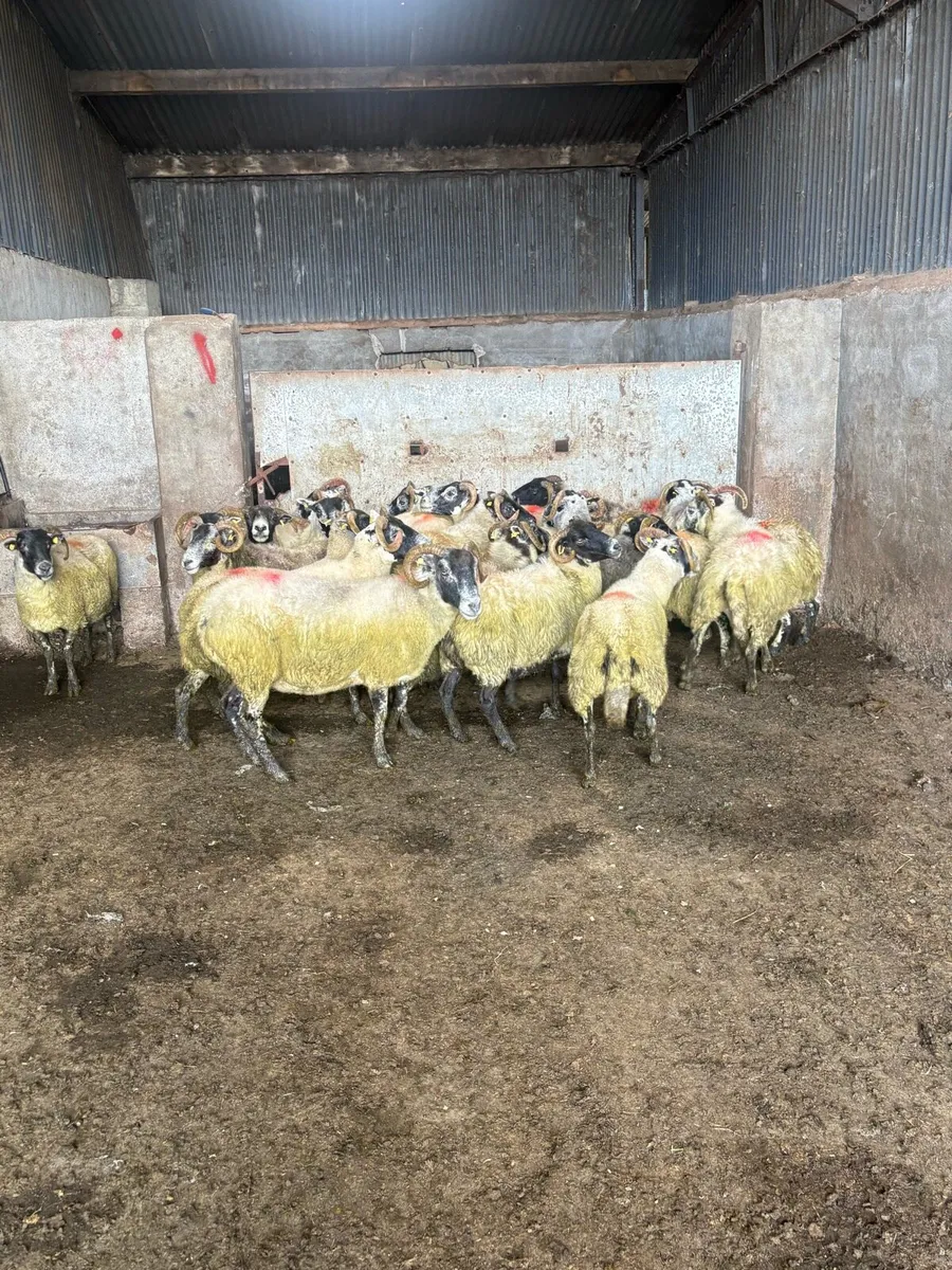 💥Lanark ewes 💥 - Image 3