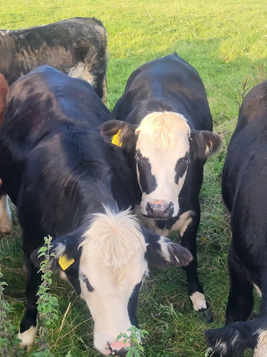 Organic Cattle Gort Mart 1st October - Image 3