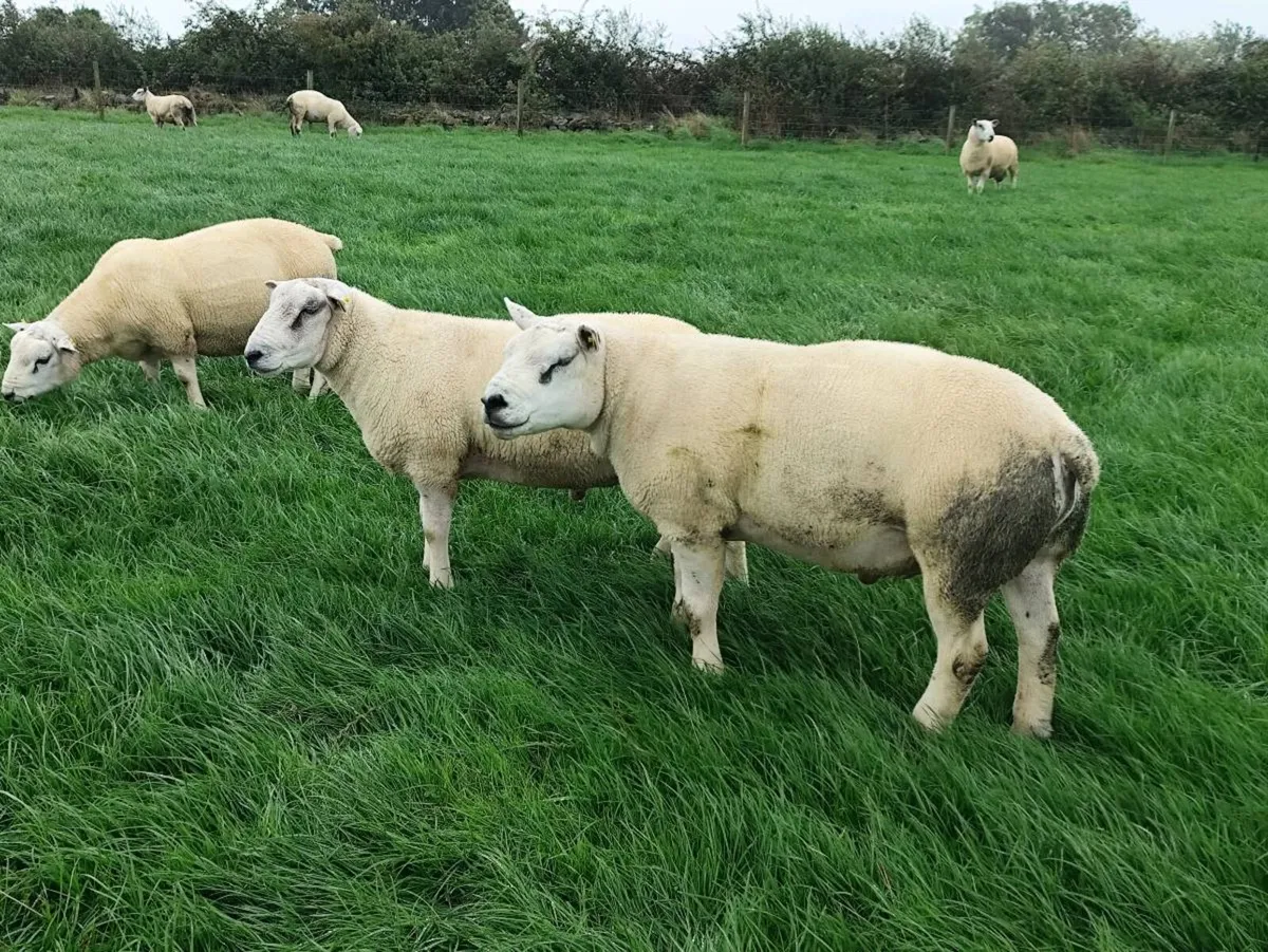 Texel+Rouge + Aberfield - Image 1