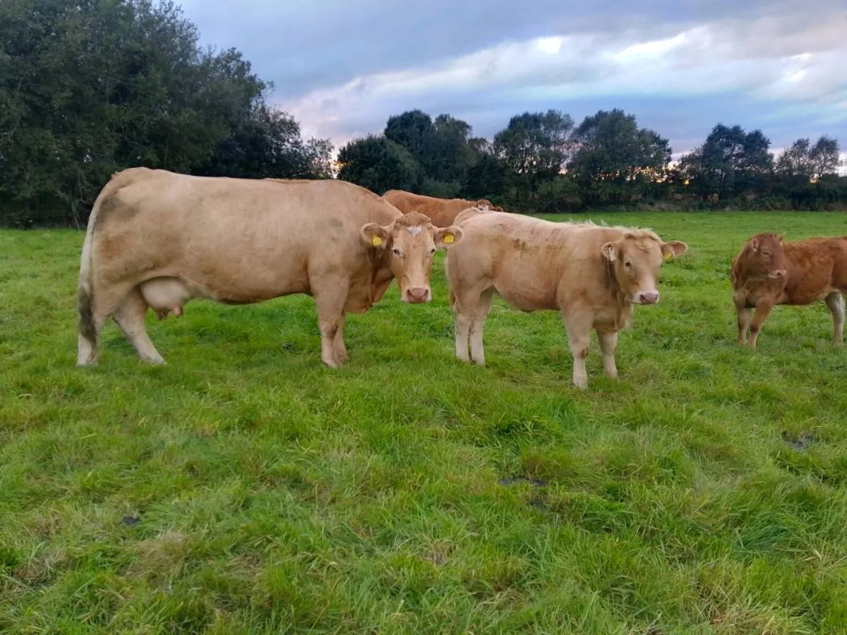 Heifer weanling - Image 3