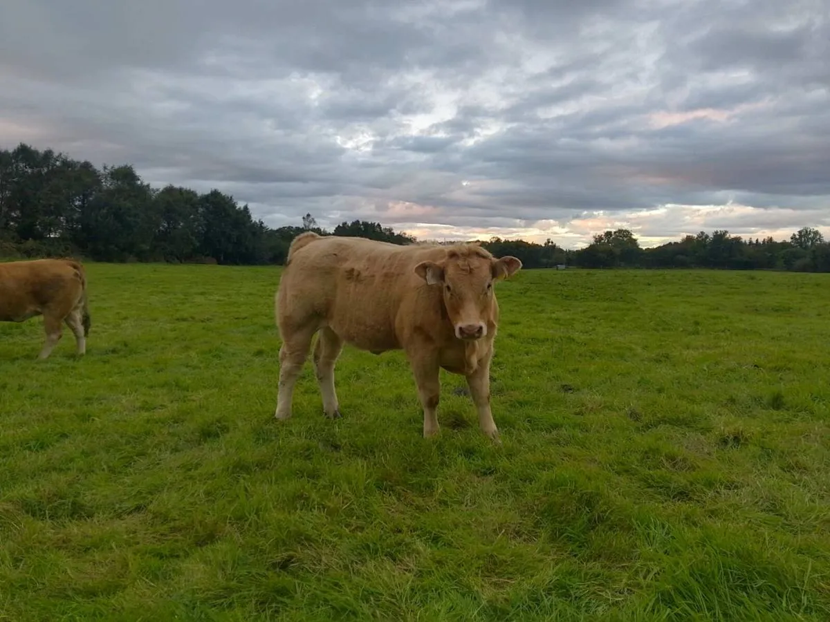 Heifer weanling - Image 2