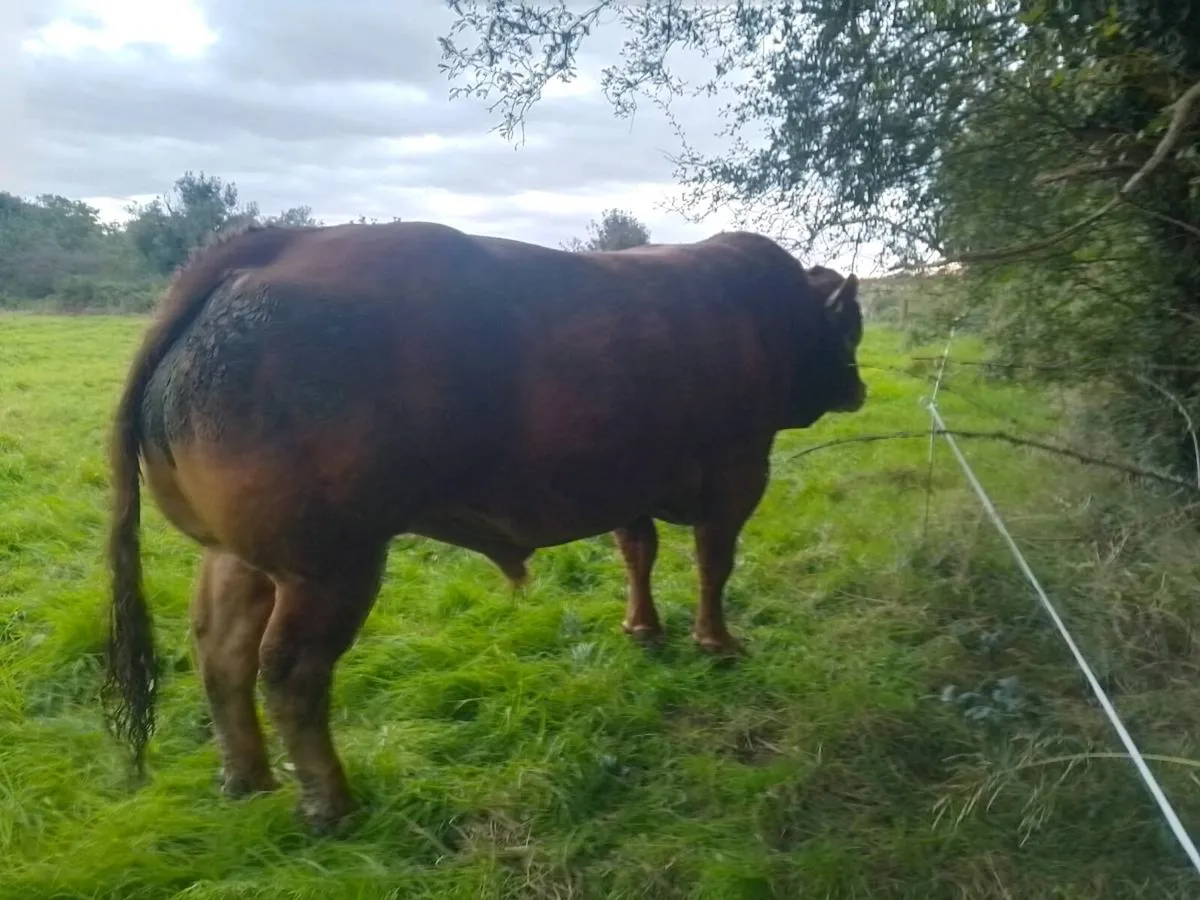 Heifer weanling - Image 4