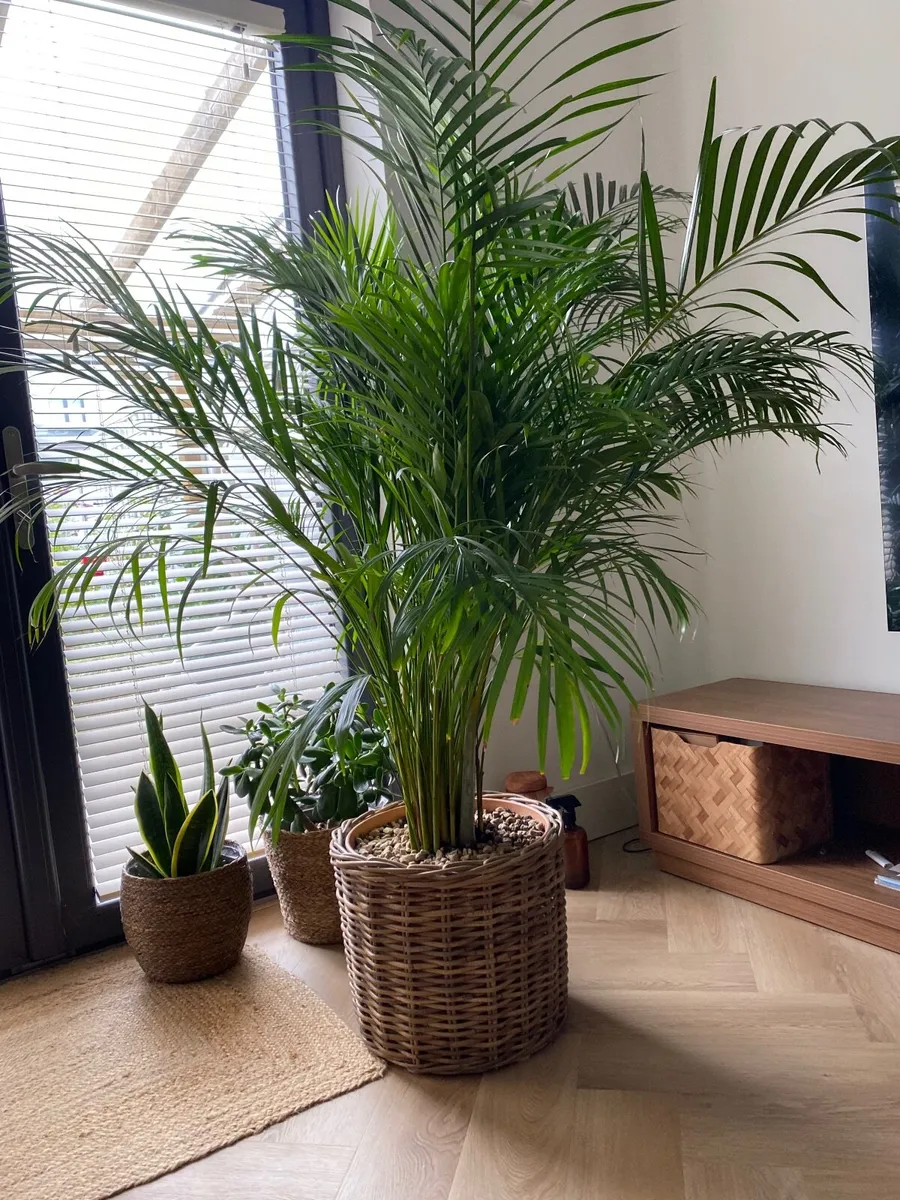 Areca palm large - Image 1