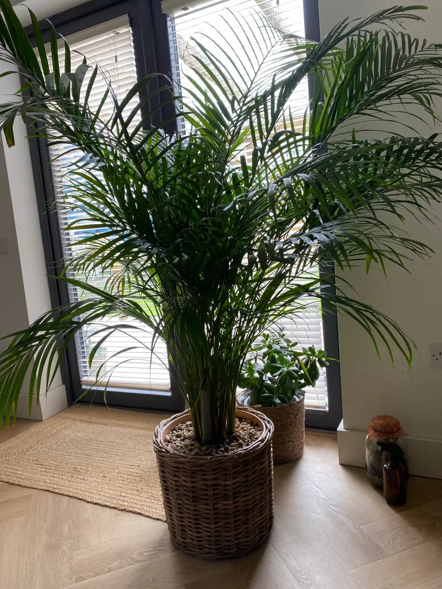 Areca palm large - Image 2