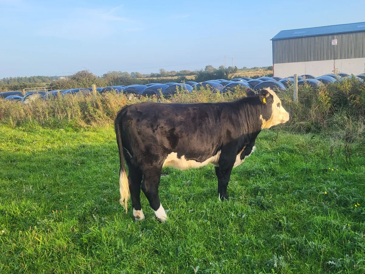 Organic Cattle Gort Mart 1st October - Image 1
