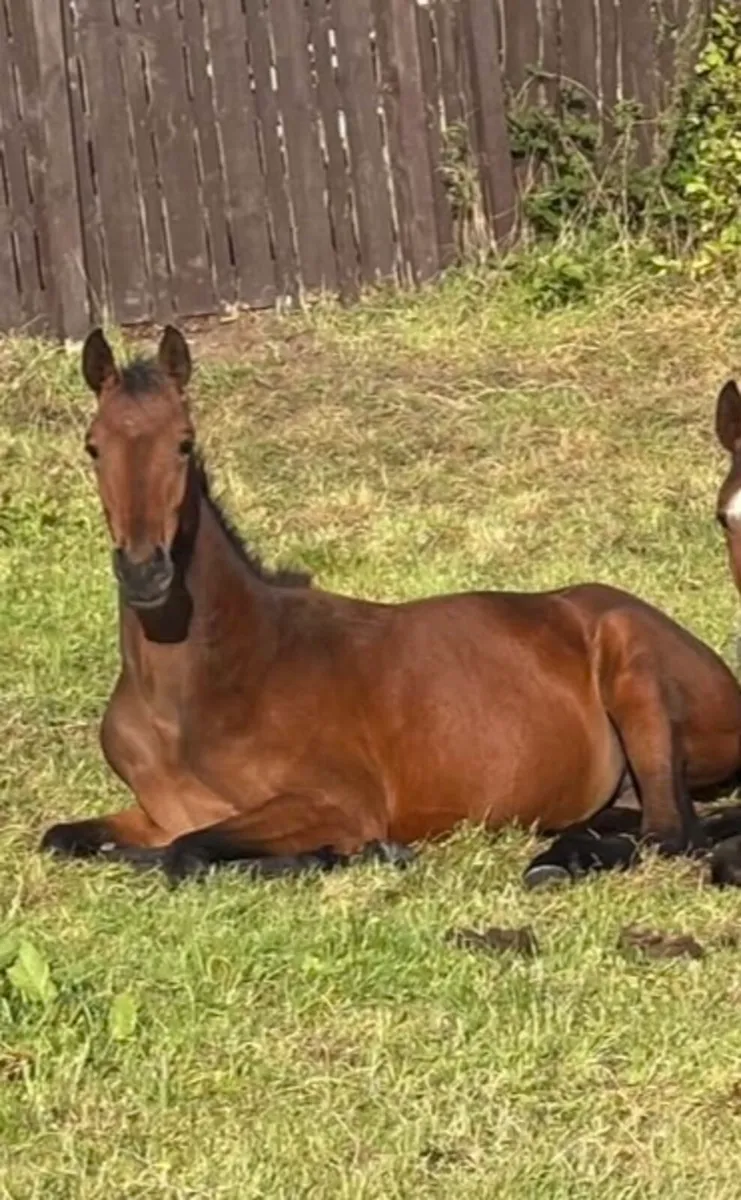 Yearling Quidam de revel lines - Image 2