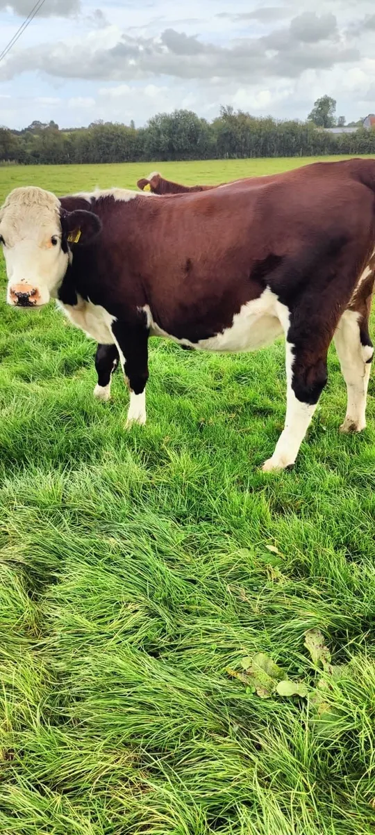LOT NOs FOR CHARITY -  Tullamore Mart Monday 28th - Image 4