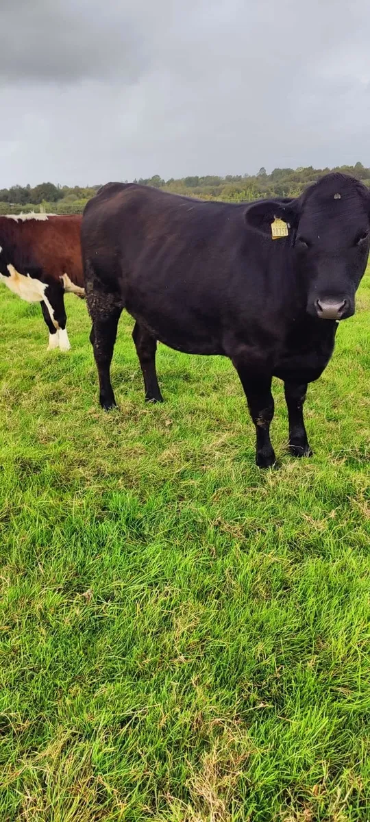 LOT NOs FOR CHARITY -  Tullamore Mart Monday 28th - Image 3