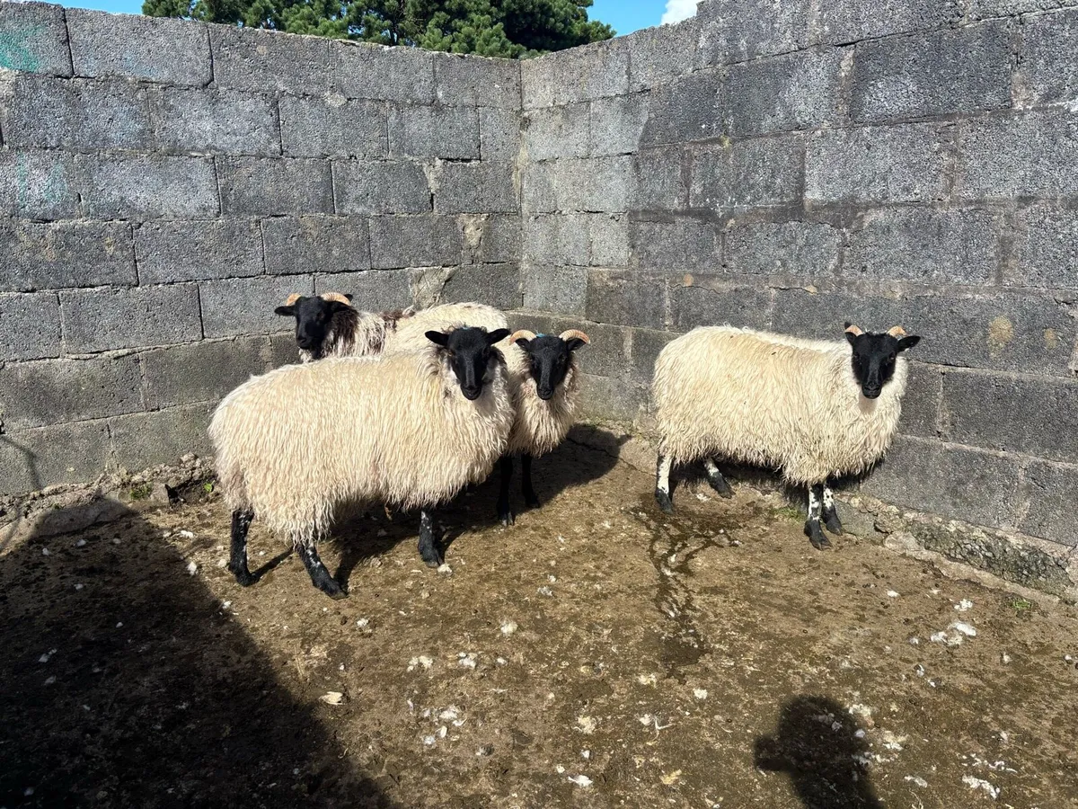 Ewe Lambs - Image 2