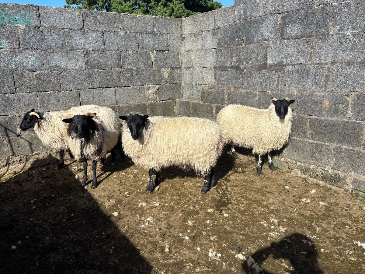 Ewe Lambs - Image 3