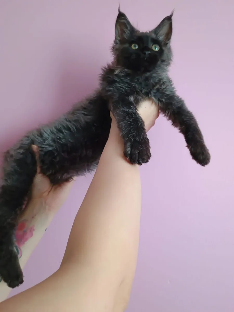 Maine coon Polydactyl - Image 1