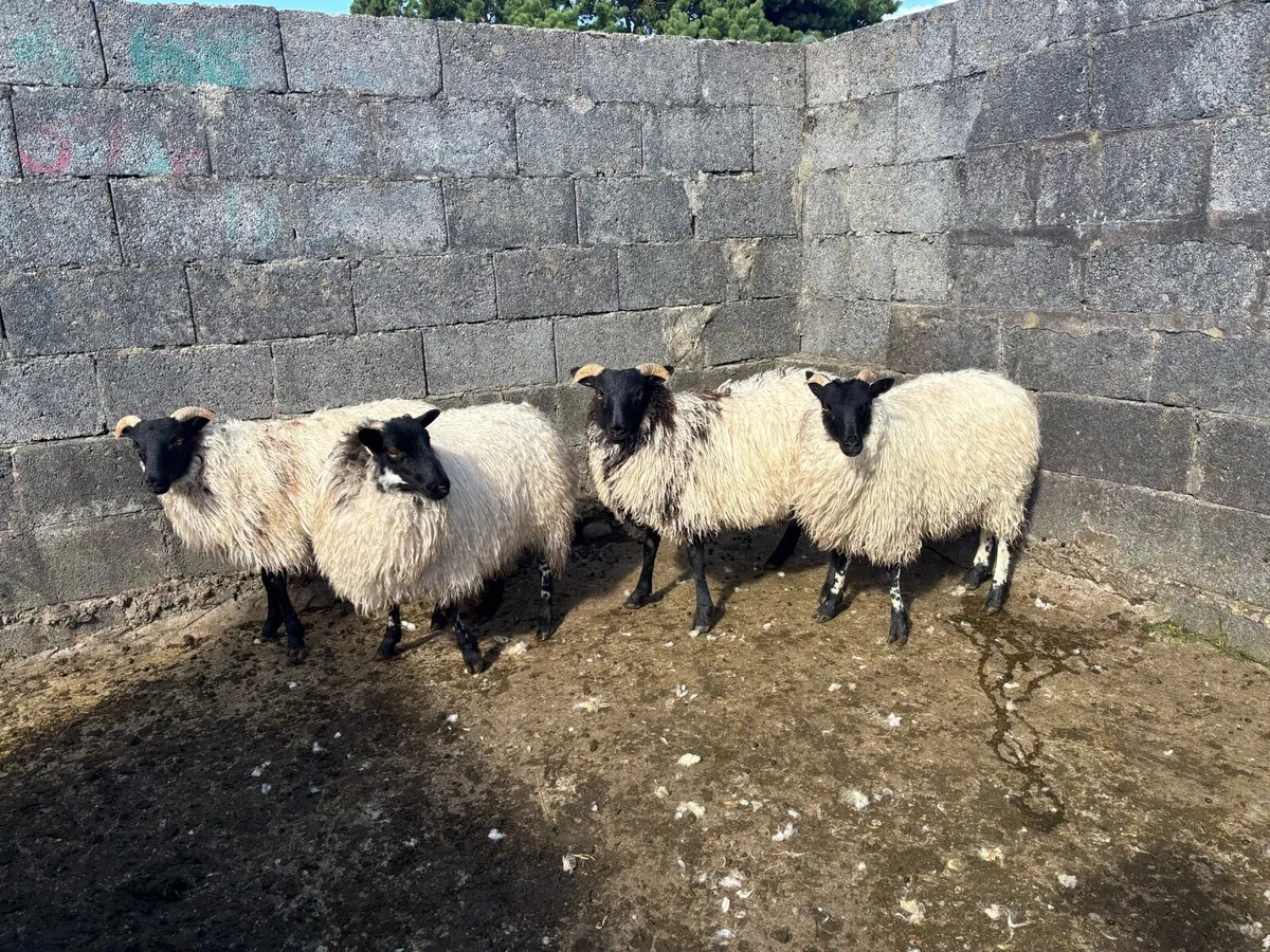 Ewe Lambs - Image 1