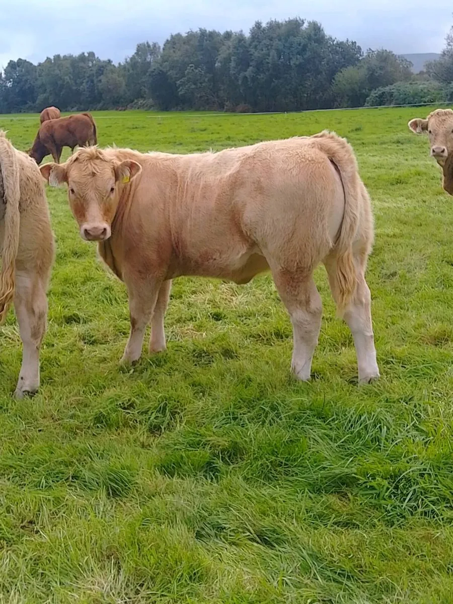 Heifer weanling - Image 1