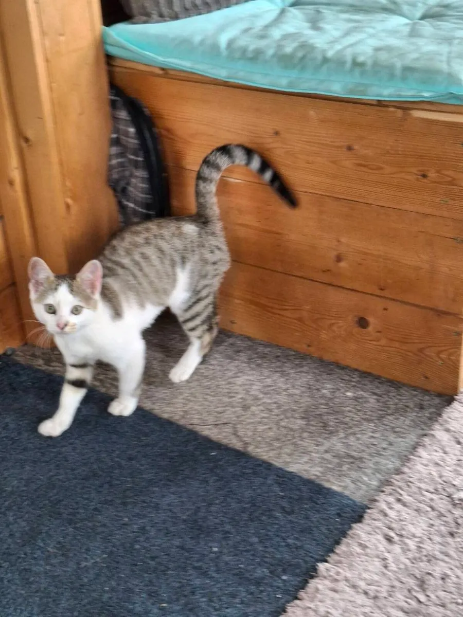Bengal kittens - Image 1