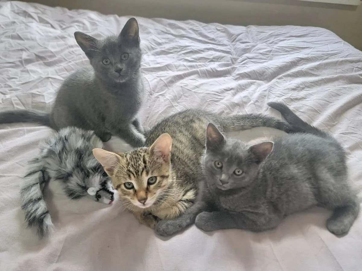 Kittens - Image 1
