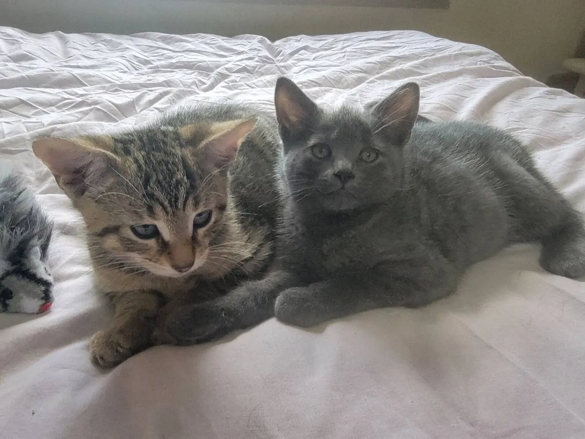 Kittens - Image 2