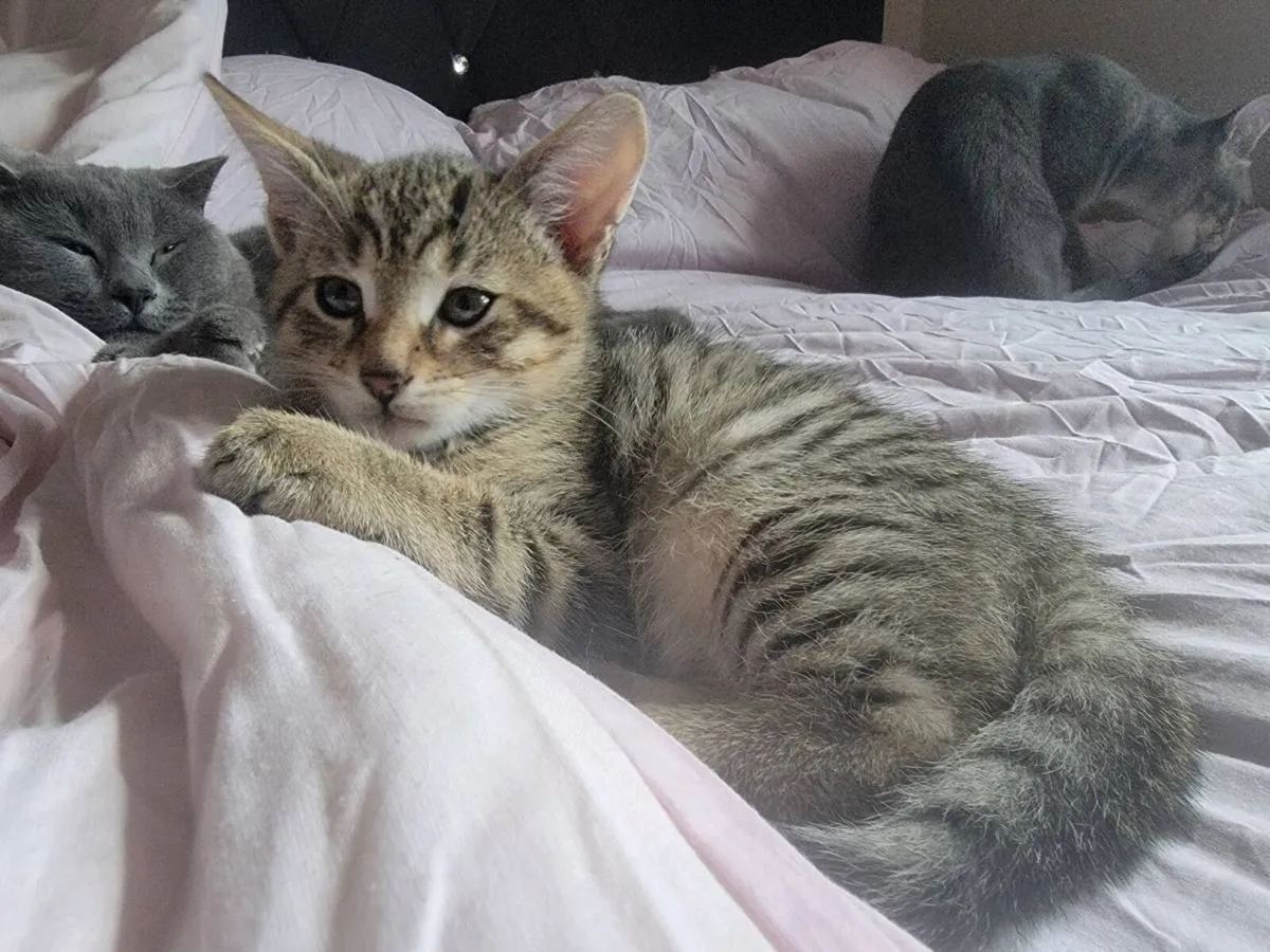 Kittens - Image 3
